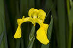 Paleyellow iris